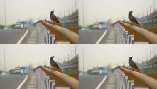 鸟从围栏飞起的慢镜头高清在线视频素材下载