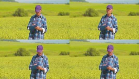农民在农田在做小麦分析高清在线视频素材下载