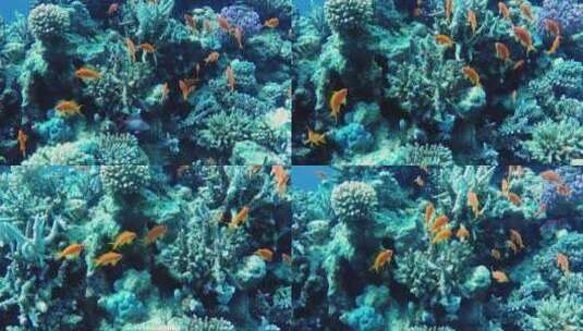 珊瑚礁的生态系统有很多鱼高清在线视频素材下载