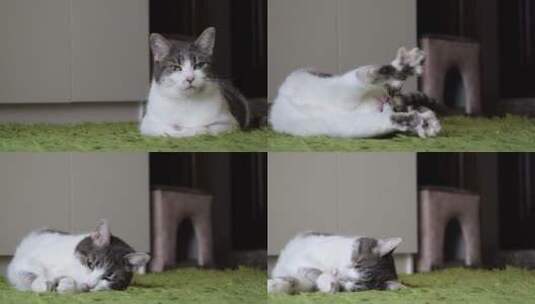 躺在地毯上的灰色斑猫高清在线视频素材下载