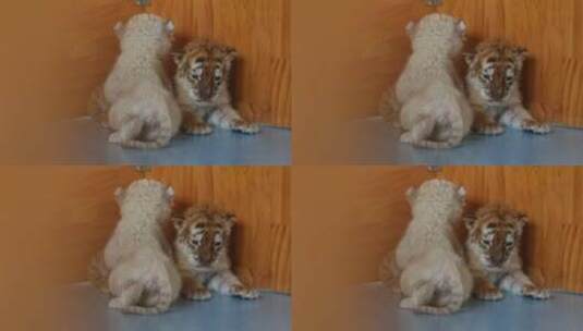 济南野生动物世界小老虎高清在线视频素材下载