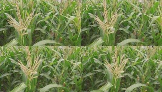 农田玉米种植高清在线视频素材下载