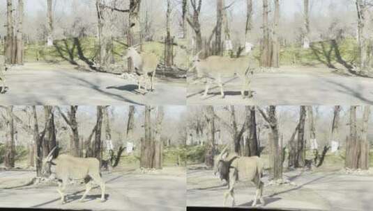 野生动物园车里投喂羚羊高清在线视频素材下载