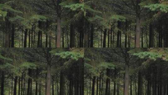 宁静的树梢森林高清在线视频素材下载