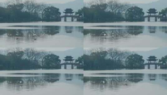 200 杭州 西湖 水鸟 清晨 桥高清在线视频素材下载