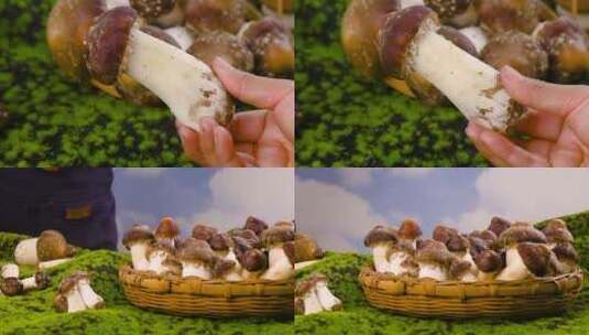 松茸菇素材高清在线视频素材下载