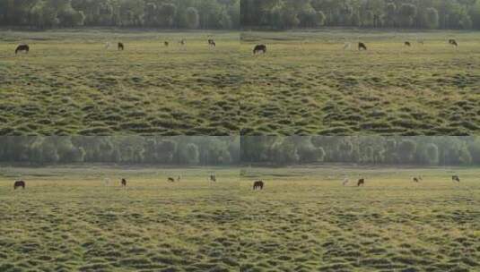 草原上马群在觅食高清在线视频素材下载