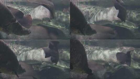 深水恐惧症巨骨舌鱼水下高清在线视频素材下载