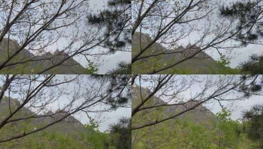 树木后的山脉高清在线视频素材下载
