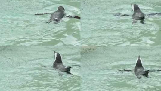 企鹅在水中游泳高清在线视频素材下载