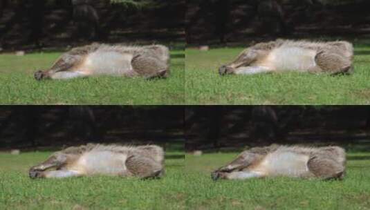 懒猴在草地上休息高清在线视频素材下载