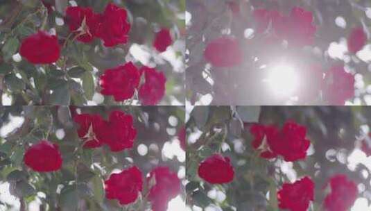 唯美逆光阳光穿过玫瑰花玫瑰园春暖花开高清在线视频素材下载
