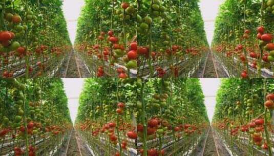 种植番茄农场高清在线视频素材下载