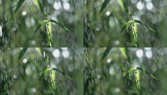 竹林下太阳雨，雨水升格慢镜头视频高清在线视频素材下载