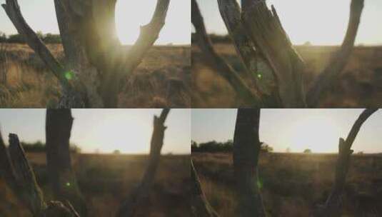 日落时沙漠中央的枯树高清在线视频素材下载