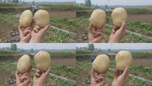 土豆产地高清在线视频素材下载