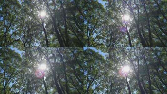 阳光森林4K实拍视频 (55)高清在线视频素材下载