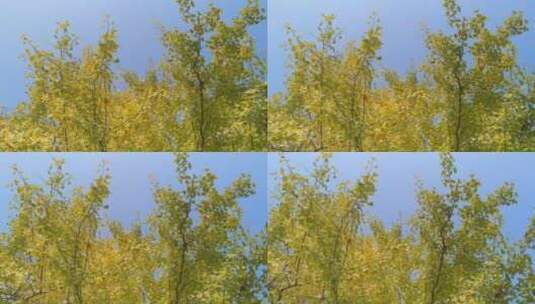 大自然秋天美丽银杏树高清在线视频素材下载
