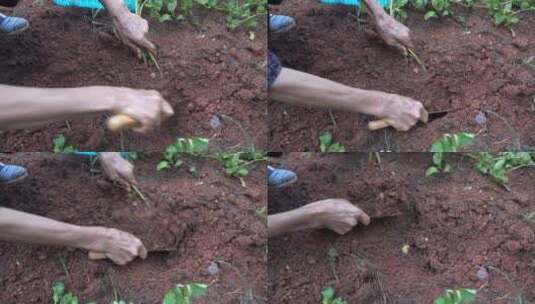 乡下地里挖土豆高清在线视频素材下载