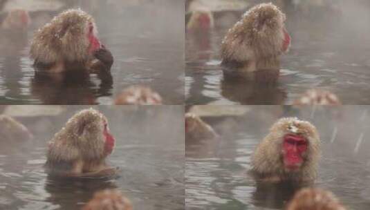 温泉里的雪猴高清在线视频素材下载