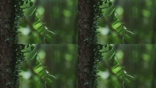 森林雨景高清在线视频素材下载