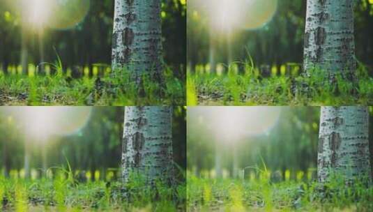 春天阳光穿过森林洒在草地上高清在线视频素材下载