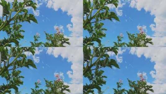 蓝色天空下的花朵高清在线视频素材下载