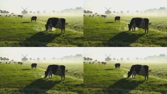晨雾草原上的奶牛高清在线视频素材下载