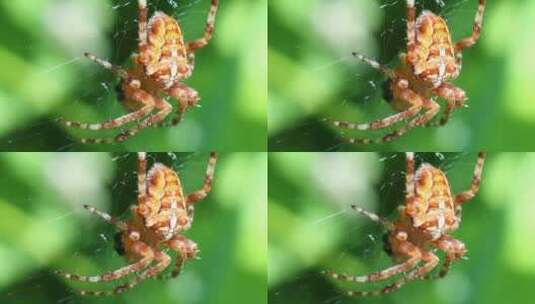 蜘蛛在蜘蛛网上爬行高清在线视频素材下载