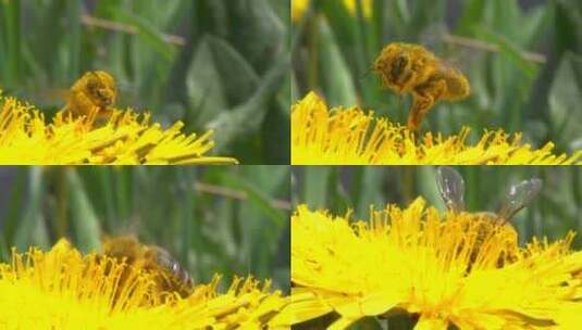 蜜蜂在蒲公英花上高清在线视频素材下载