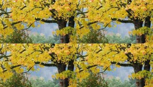 秋天美丽的自然风光 金黄色的枫树林高清在线视频素材下载