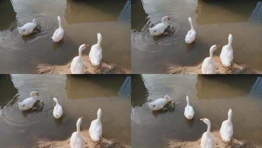 游泳的大白鹅高清在线视频素材下载
