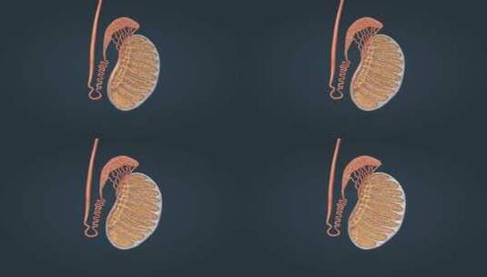 男性 生殖系统 生育 生殖器官 内生殖器 外生殖器 阴囊 阴茎 龟头 附睾 睾丸 前列腺 海绵体 膀胱 精囊 生精小管 输精管 尿道7高清在线视频素材下载