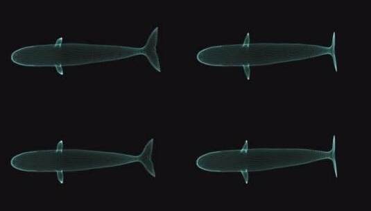 唯美蓝鲸03鲸 发光荧光 鲸鱼 带通高清在线视频素材下载