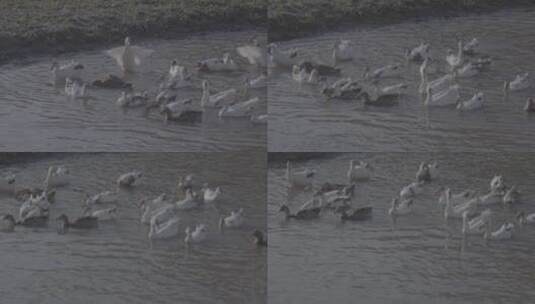 水中嬉戏的大鹅高清在线视频素材下载