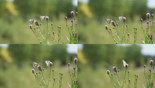 高清4k两只蝴蝶花朵上采蜜植物昆虫秋农业风高清在线视频素材下载
