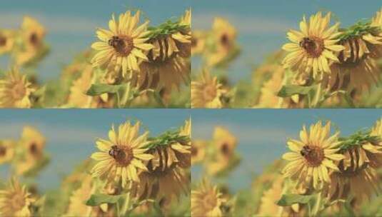 大黄蜂飞离向日葵。蓝天和大量的花粉。高清在线视频素材下载