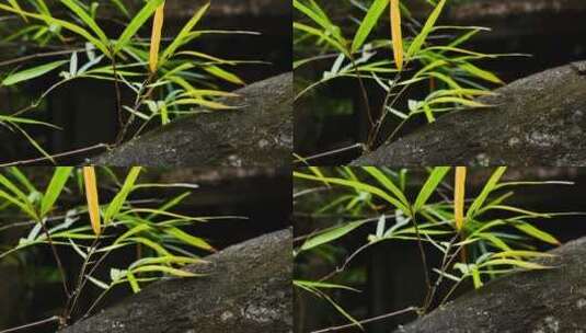 花园里的竹叶高清在线视频素材下载