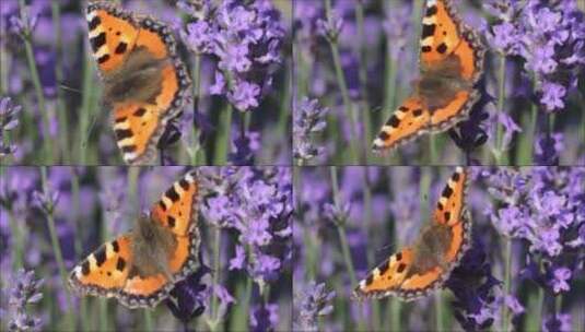 爬在花朵上的花蝴蝶高清在线视频素材下载