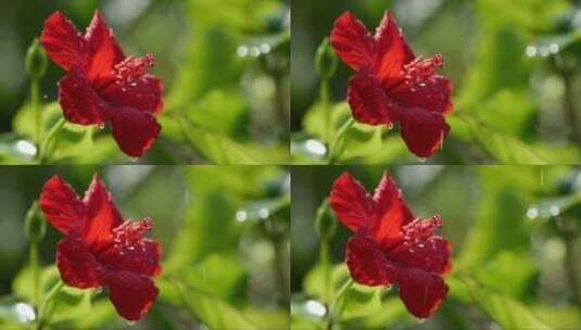 雨中的芙蓉花 (2)高清在线视频素材下载