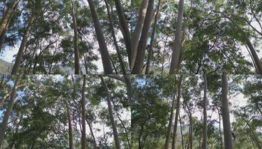 树林行走仰拍树林阳光移动树林仰望森林高清在线视频素材下载