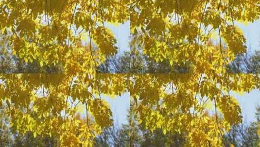 秋天秋景秋季秋色叶子树叶大树高清在线视频素材下载