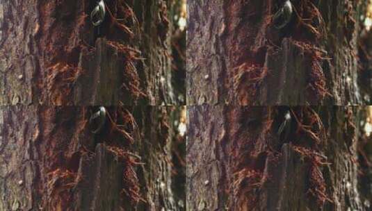 甲虫树干上钻洞吃树皮特写虫害高清在线视频素材下载