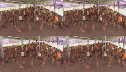 扶贫鸡 鸡栏 养鸡场高清在线视频素材下载