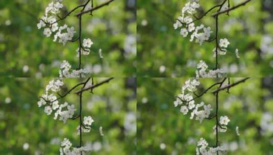 春天鲜花盛开蜜蜂在梨花上采蜜高清在线视频素材下载