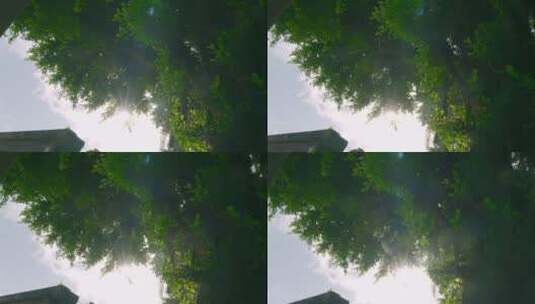 逆光榕树空镜9高清在线视频素材下载