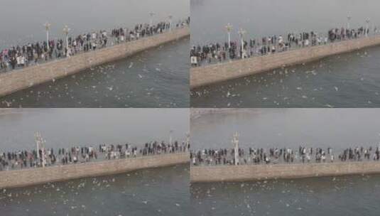 青岛栈桥4KDlog海鸥风景航拍高清在线视频素材下载