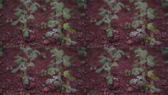 慢镜头-红土地茁壮生长的豌豆苗沐浴雨水中高清在线视频素材下载