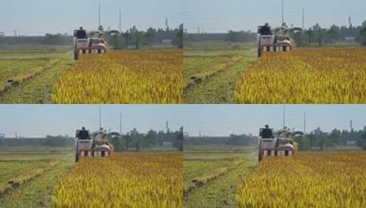 农名收割水稻拖拉机丰收稻田高清在线视频素材下载