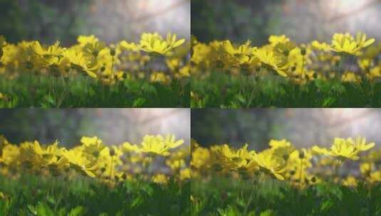 春天阳光下盛开的黄金菊高清在线视频素材下载
